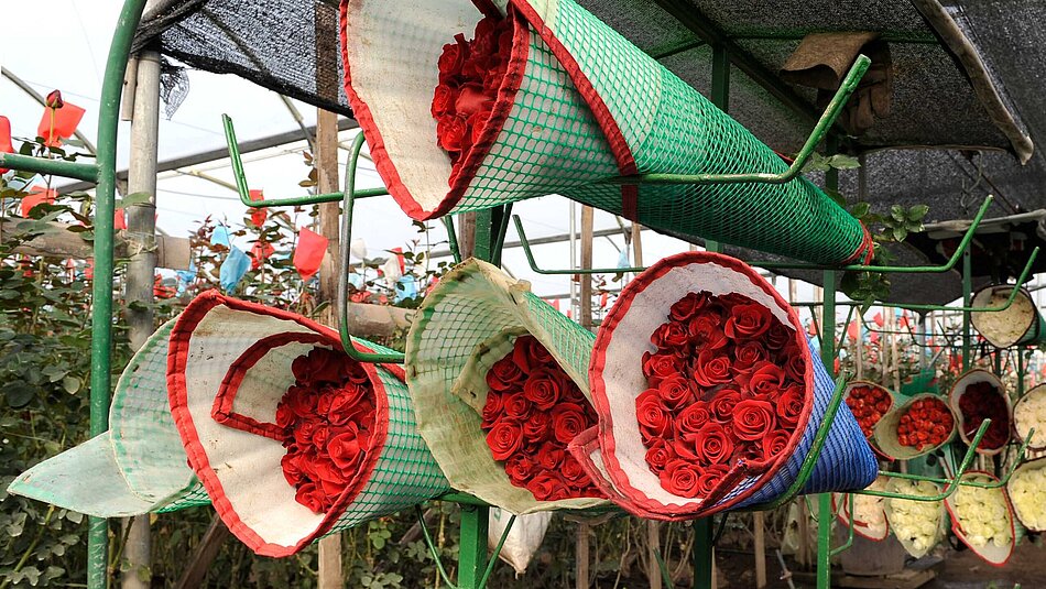 Rose bouquets Several bouquets of red roses stored next to each other
