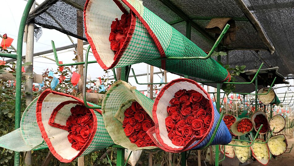Rose bouquets Several bouquets of red roses stored next to each other